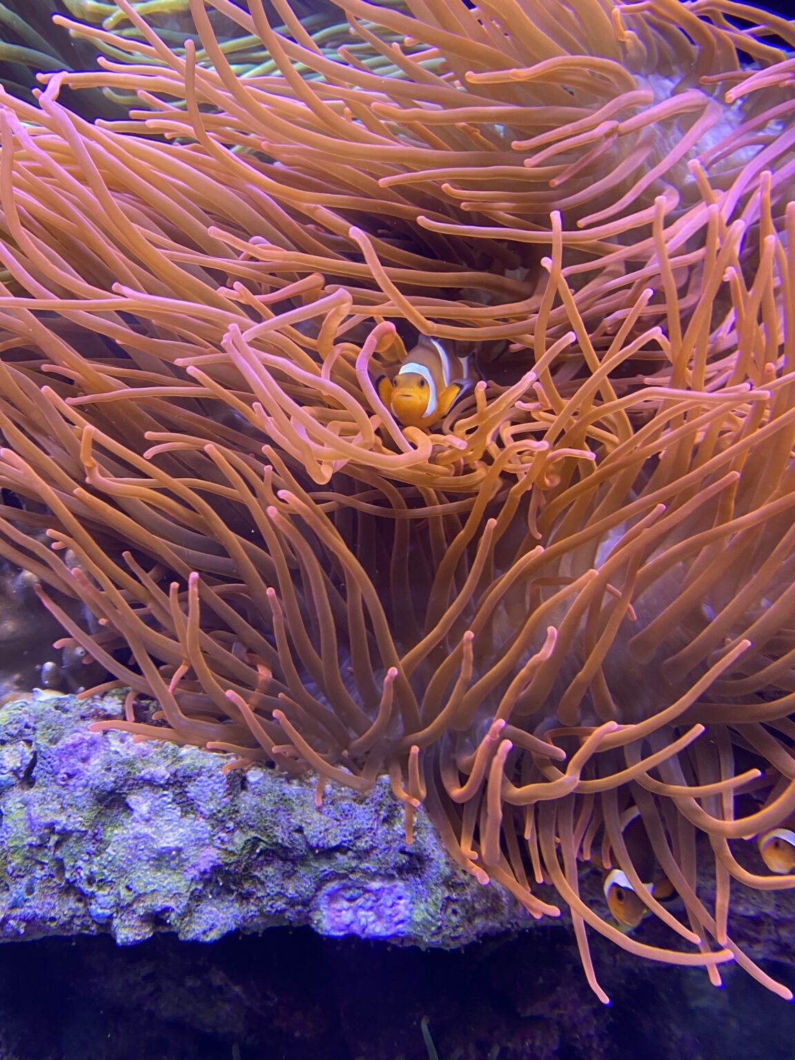 Clownfisch zwischen Anemonen - Dirk Stamer